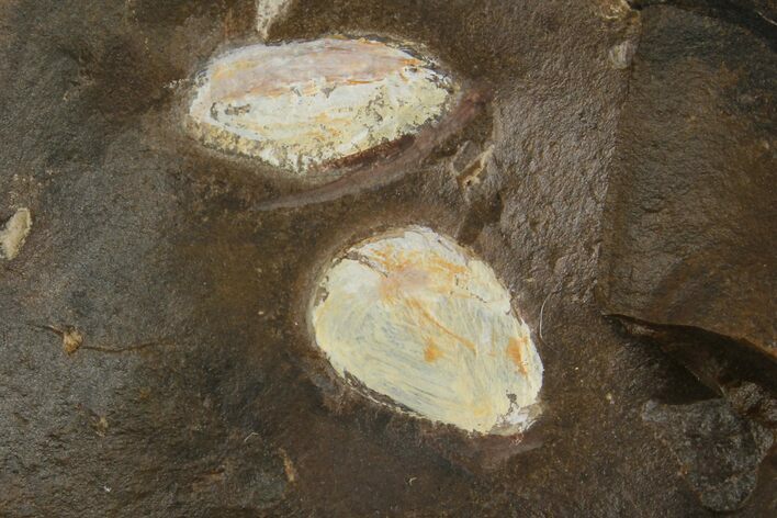 Two Unidentified Fossil Seeds From North Dakota - Paleocene #95366